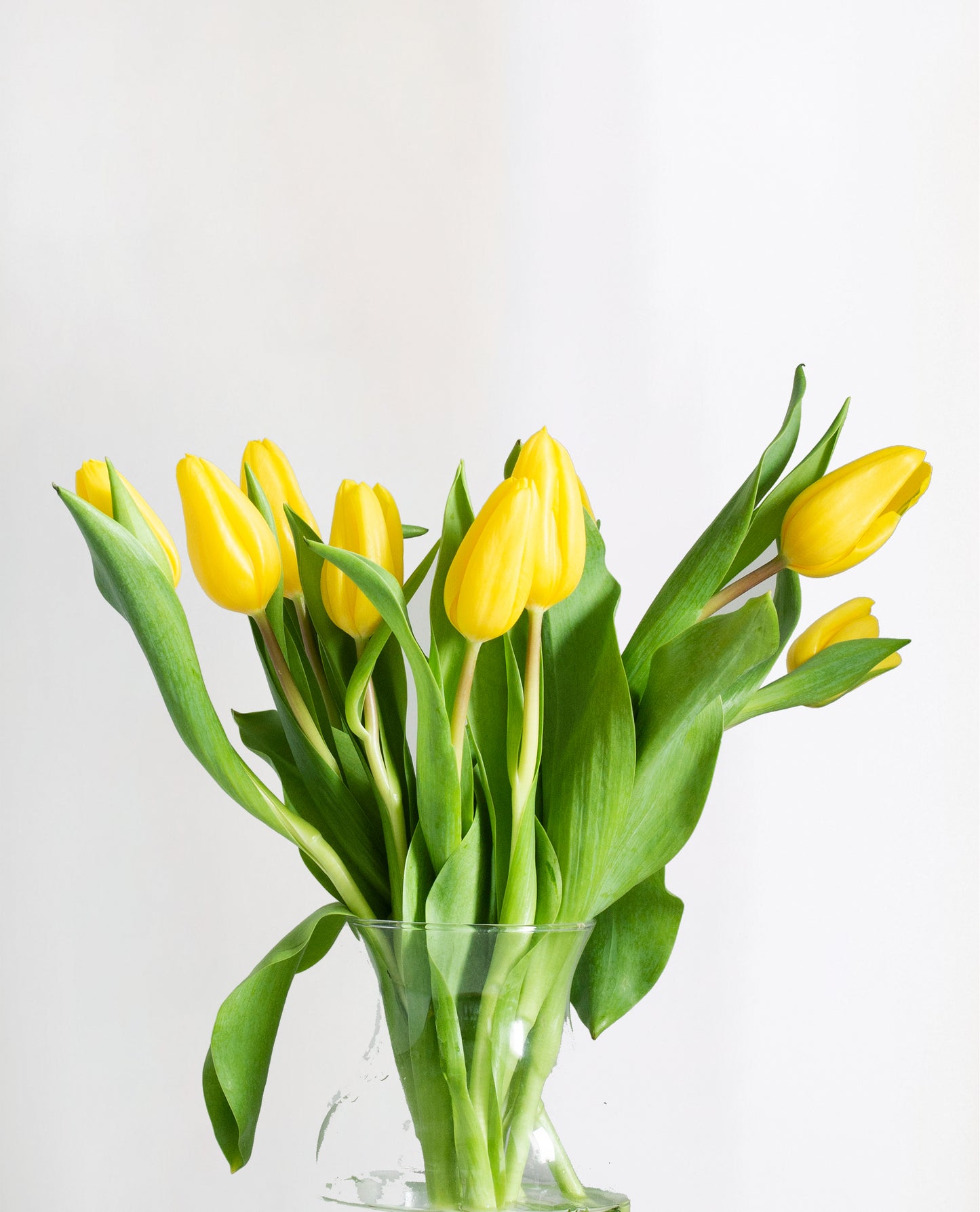 Tulipanes en ramo FA 2025