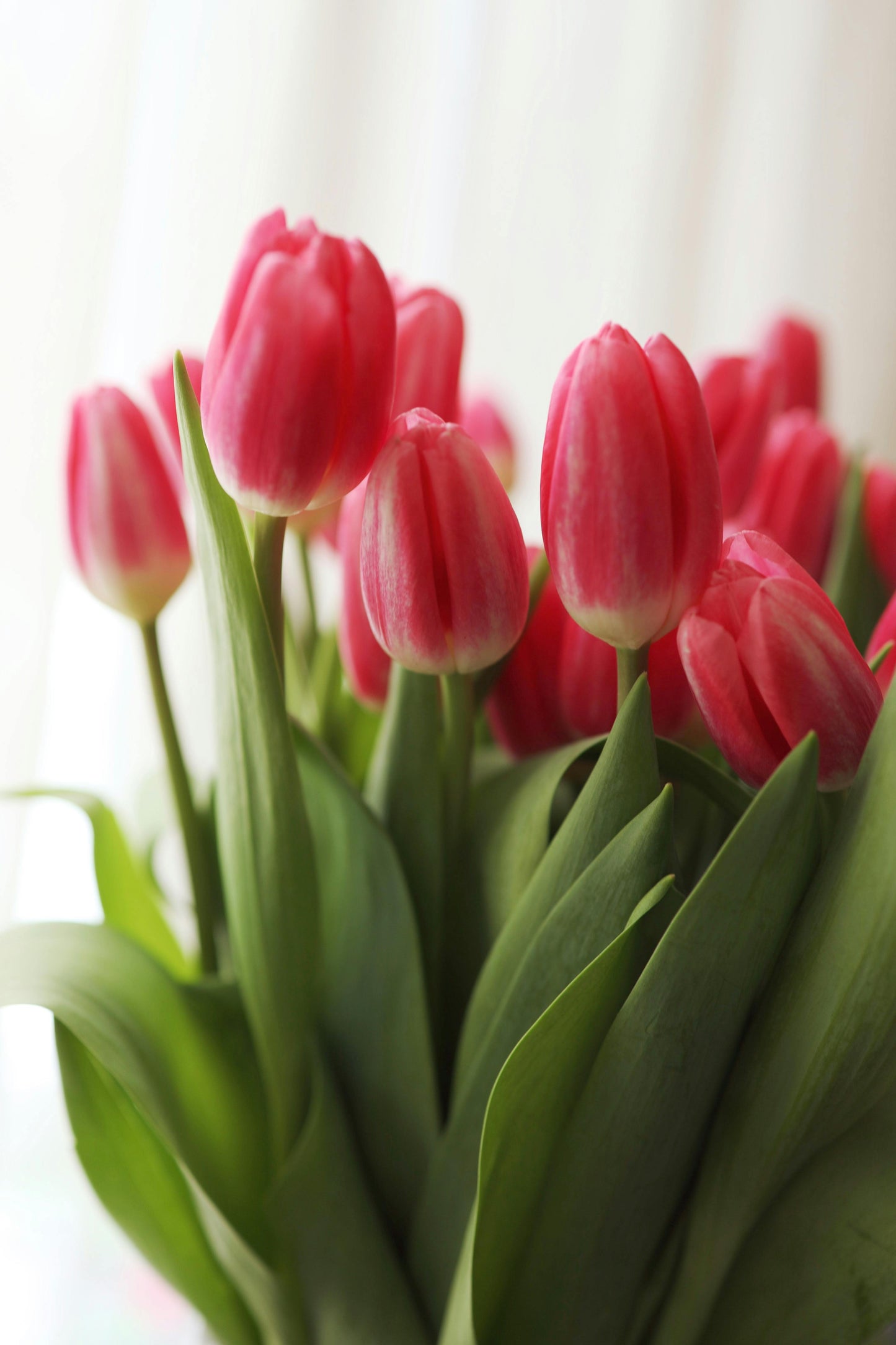 Tulipan en ramo SV26